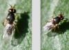 Elachiptera tuberculifera